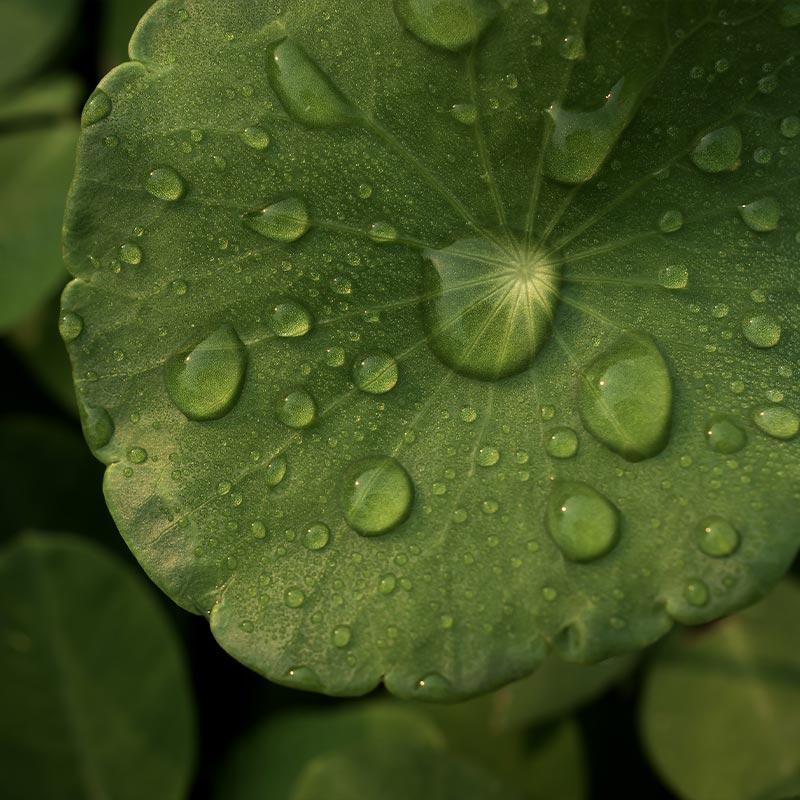 Gotu Kola Leaf