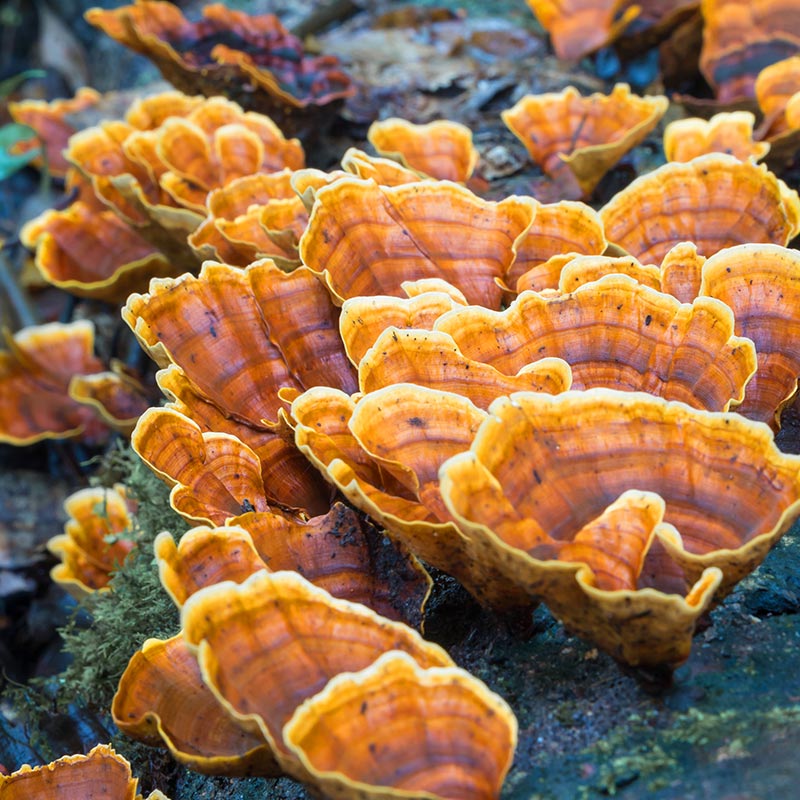 Turkeytail Mushroom