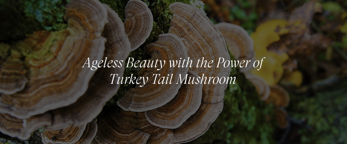 Unlocking the Anti-Aging Potential of Turkey Tail Mushroom
