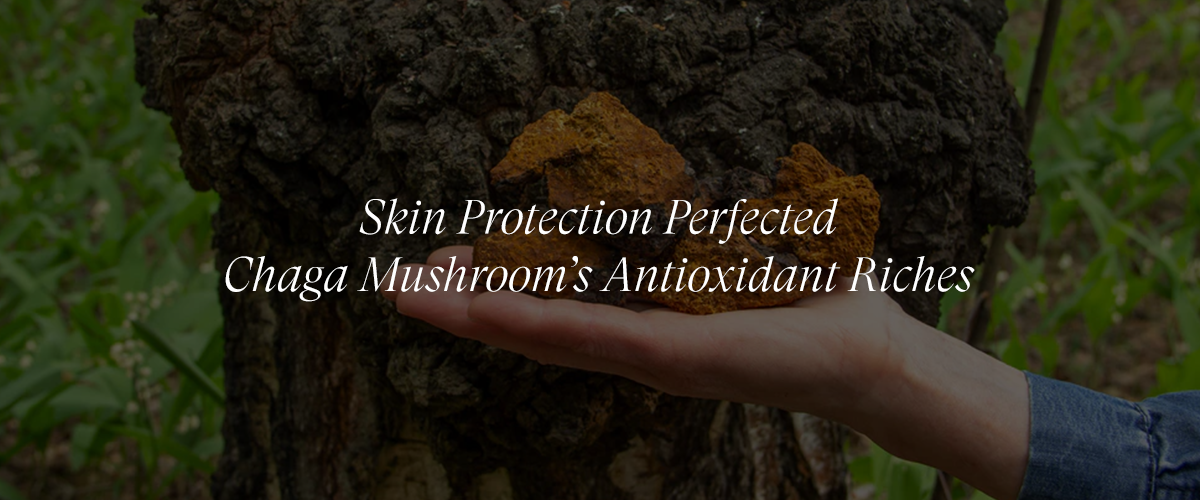 Chaga Mushroom: Nature’s Antioxidant Powerhouse for Protecting Skin from Environmental Stressors