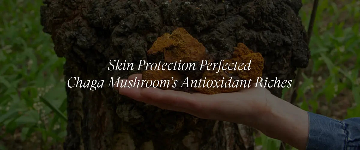 Chaga Mushroom: Nature’s Antioxidant Powerhouse for Protecting Skin from Environmental Stressors