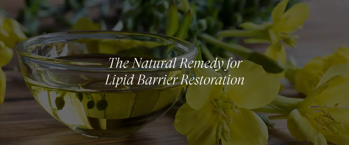 Evening Primrose Oil and Its Role in Lipid Barrier Restoration for Sensitive Skin