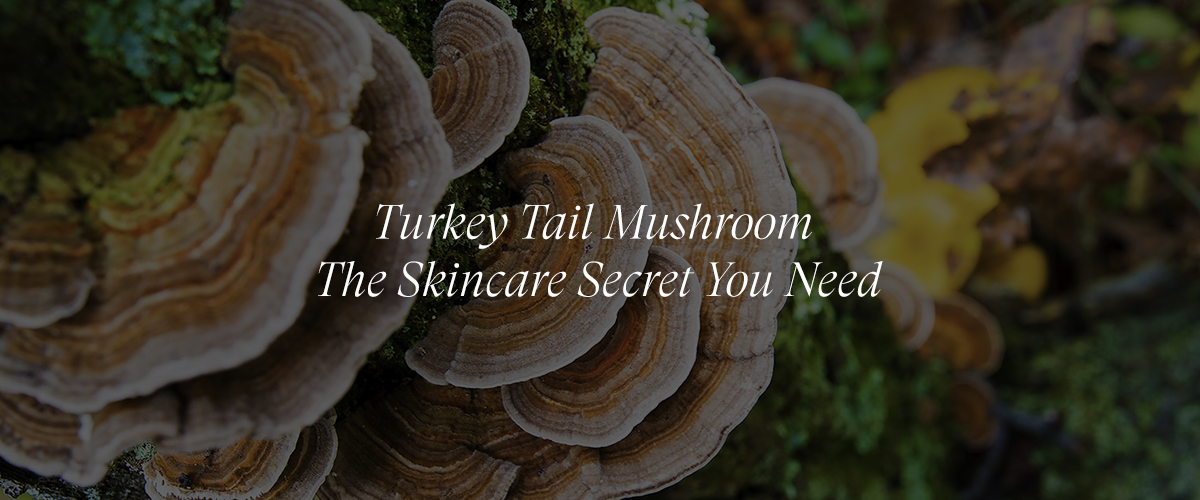 The Hidden Gem in Skincare: Turkey Tail Mushroom's Benefits for Radiant Skin