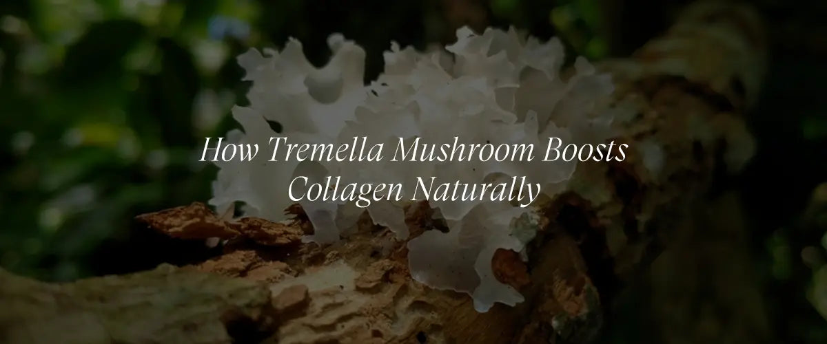 Collagen Boosting Secrets: The Role of Tremella Mushroom in Skincare