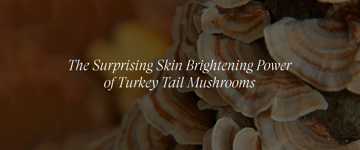 Turkey Tail Mushroom to Brighten and Even Skin Tone