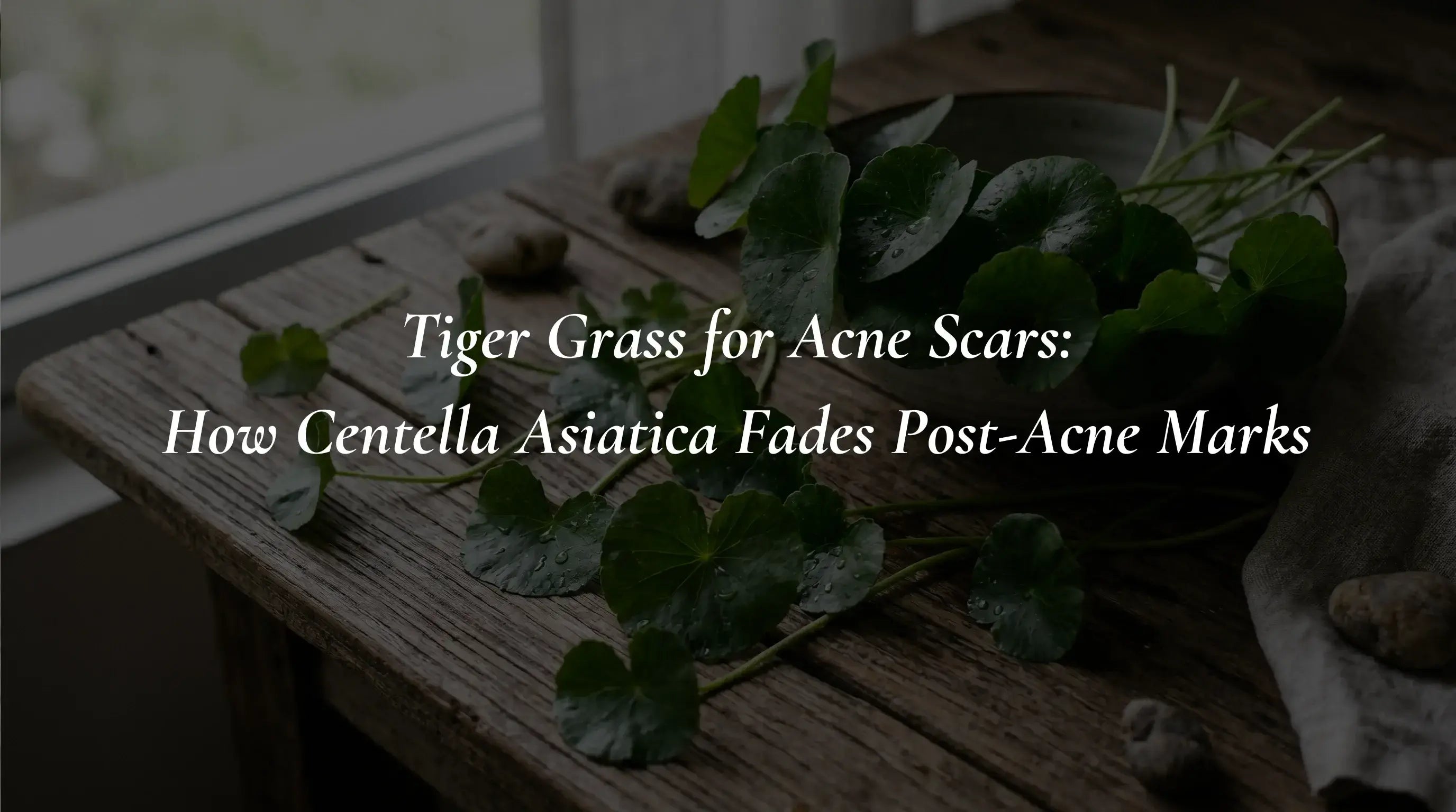 Tiger Grass for Acne Scars: How Centella Asiatica Fades Post-Acne Marks