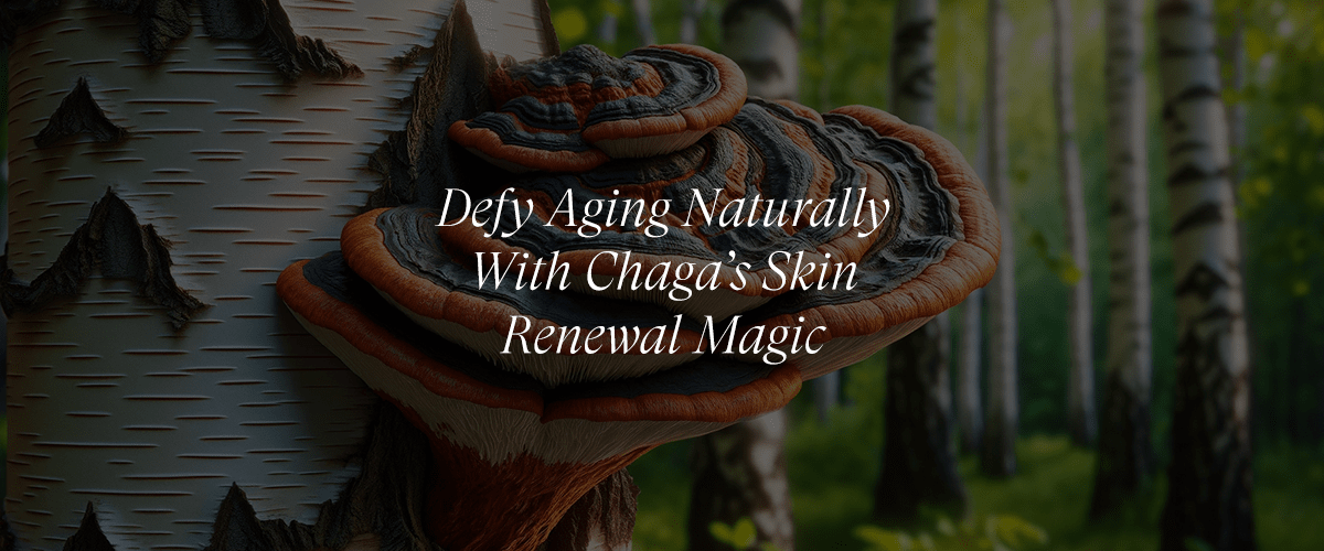 Chaga Mushroom for Anti-Aging and Skin Cell Renewal