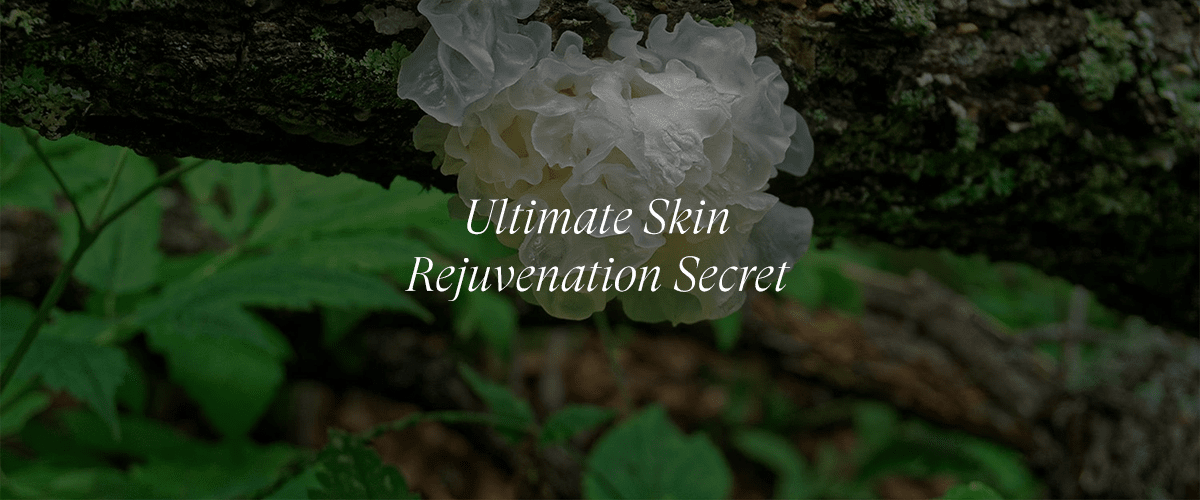 Tremella Mushroom for Plumping and Firming Skin