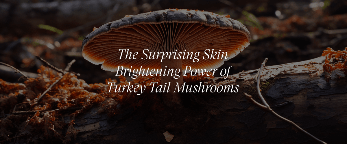 Turkey Tail Mushroom to Brighten and Even Skin Tone
