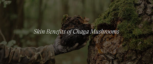 What Are the Skin Benefits of Chaga Mushroom?