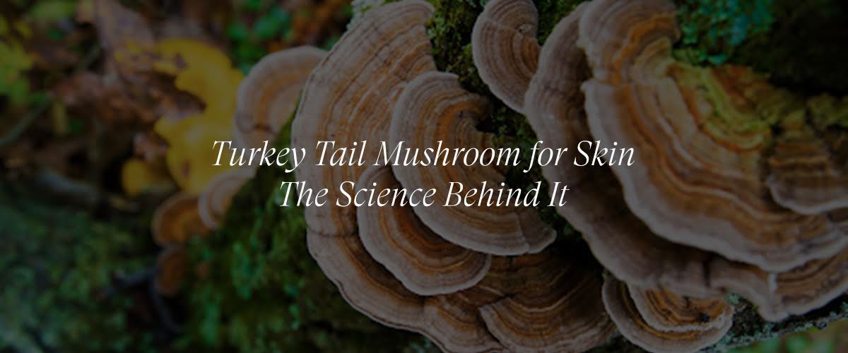 Turkey Tail Mushroom for Skin: Benefits, Uses, and the Science Behind It
